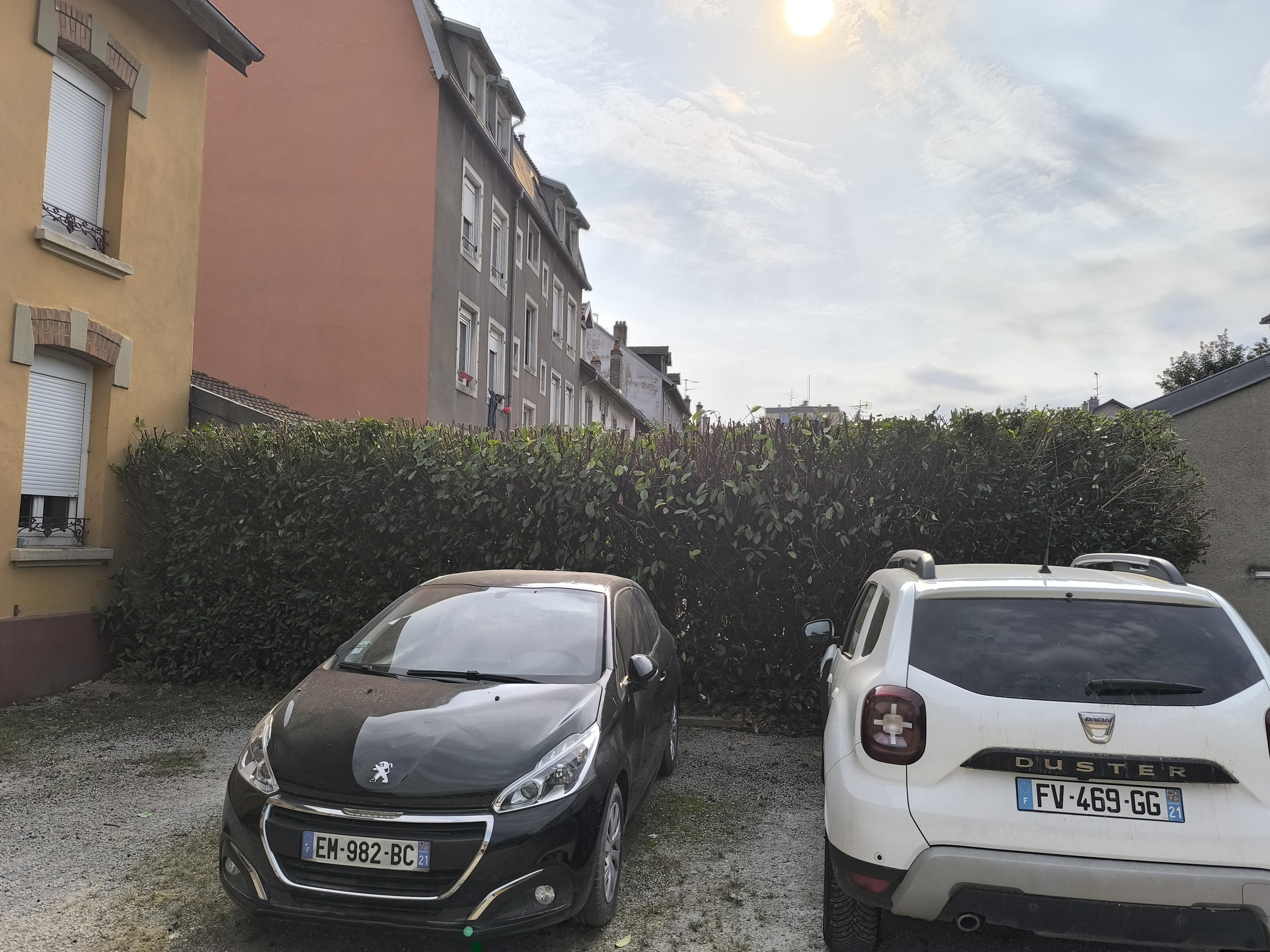 Réalisation d'une taille de haie de prunus avant/après